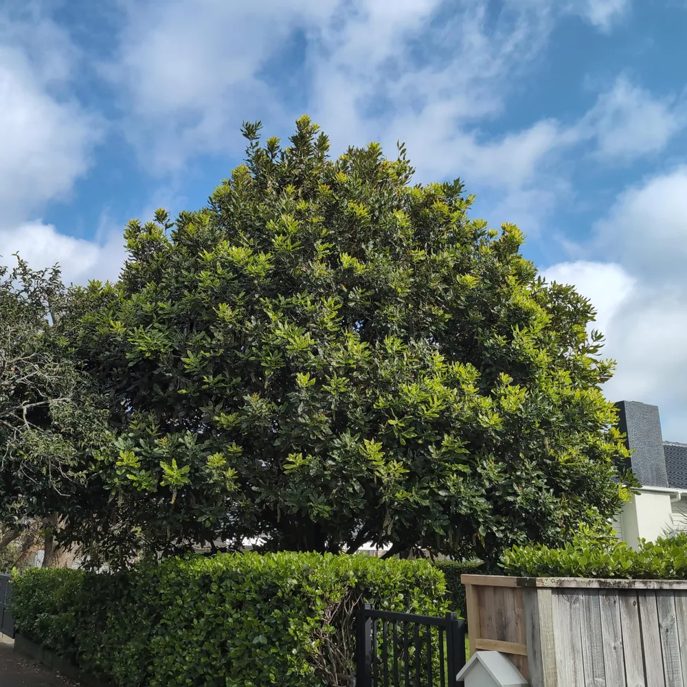 the tree